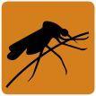 Neglected tropical diseases